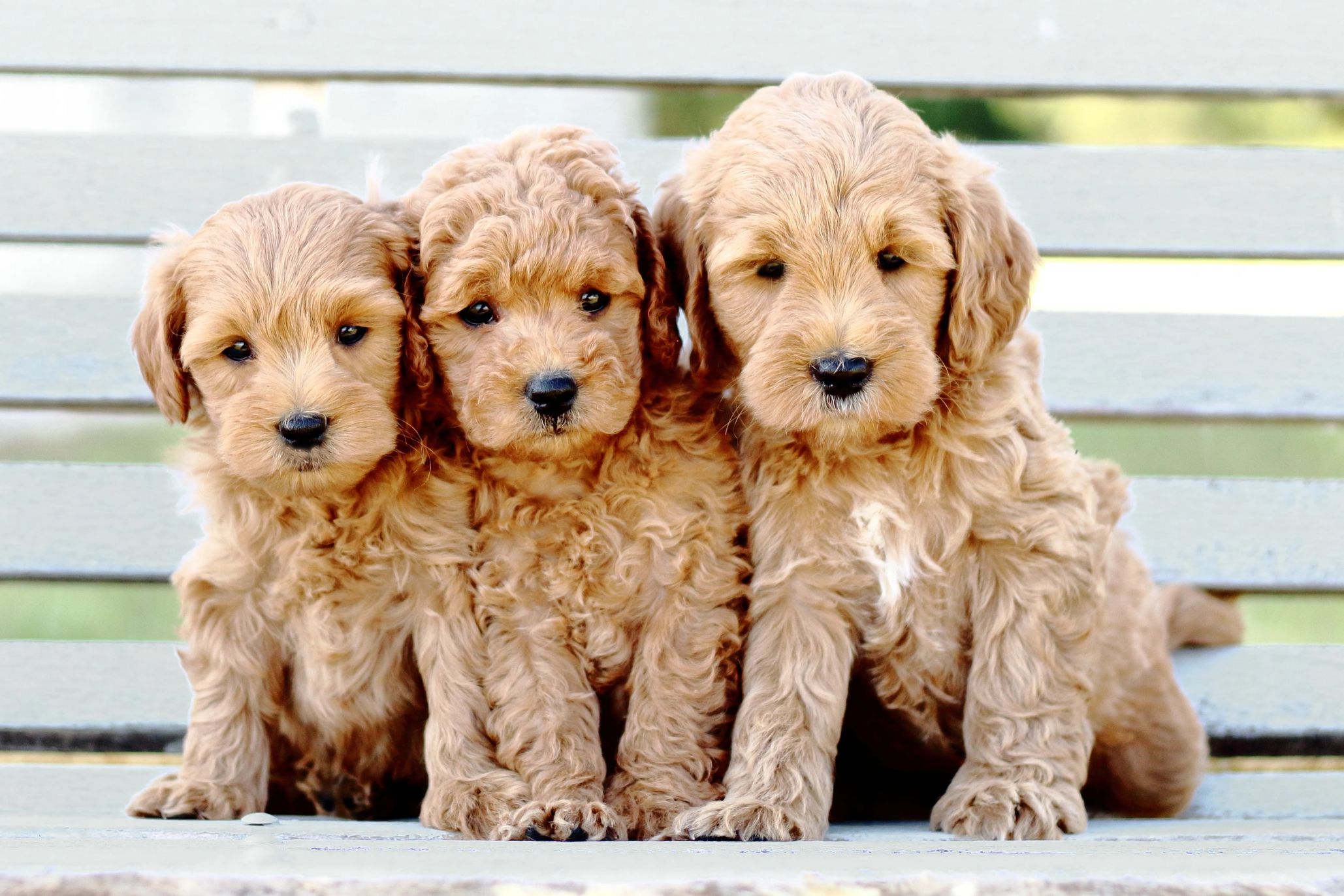 Golden River Puppies Miniature Goldendoodle Puppies for Sale